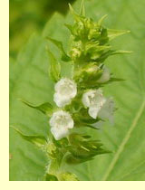 Перилла (Perilla frutescens) Перилла (Perilla frutescens)